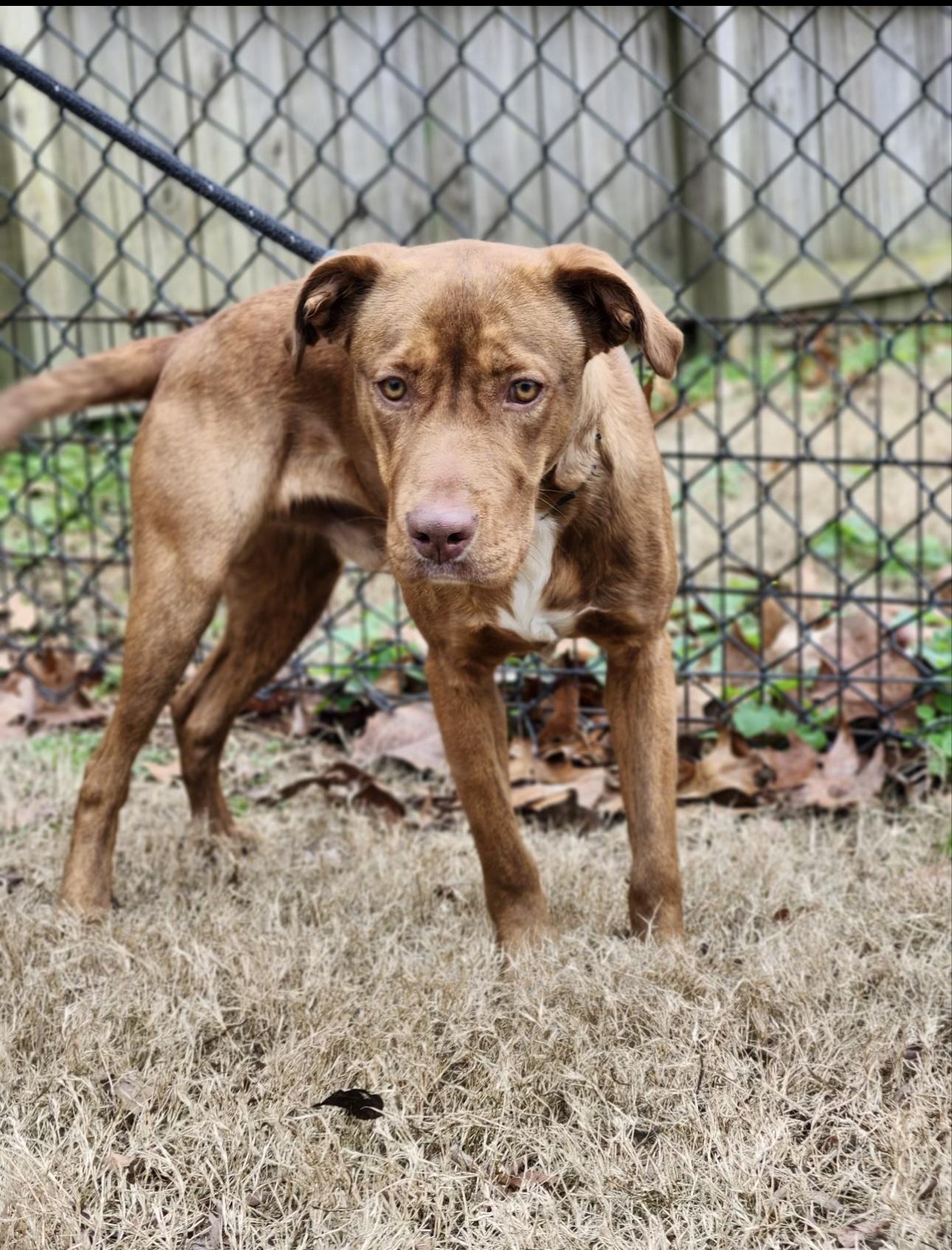 Enlarge Rusty , a ADOPTABLE mixed breed in Huntersville , NC image 6/6