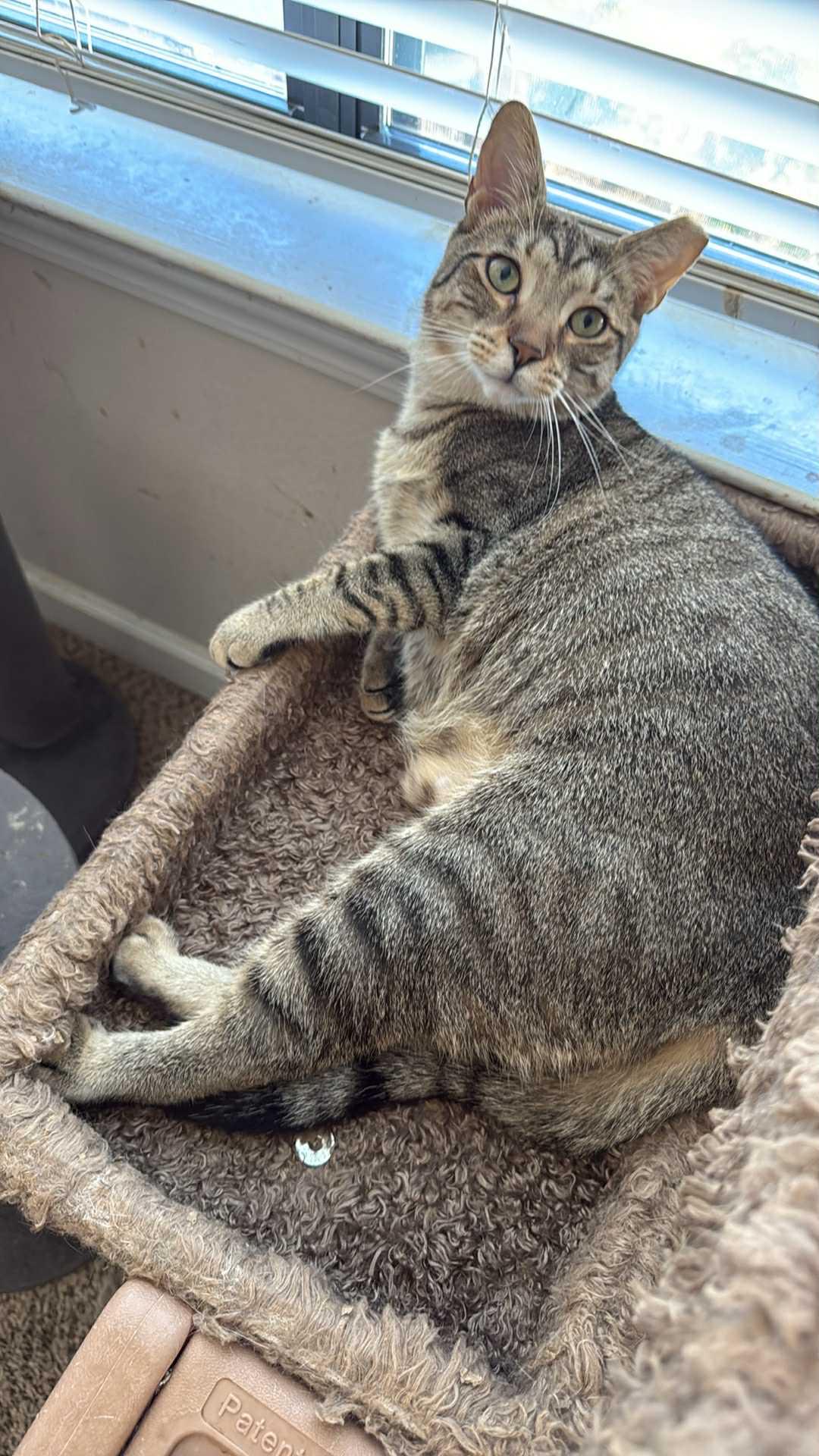 Leopard, a Adoptable Domestic Short Hair in Charlotte, NC image 1/6