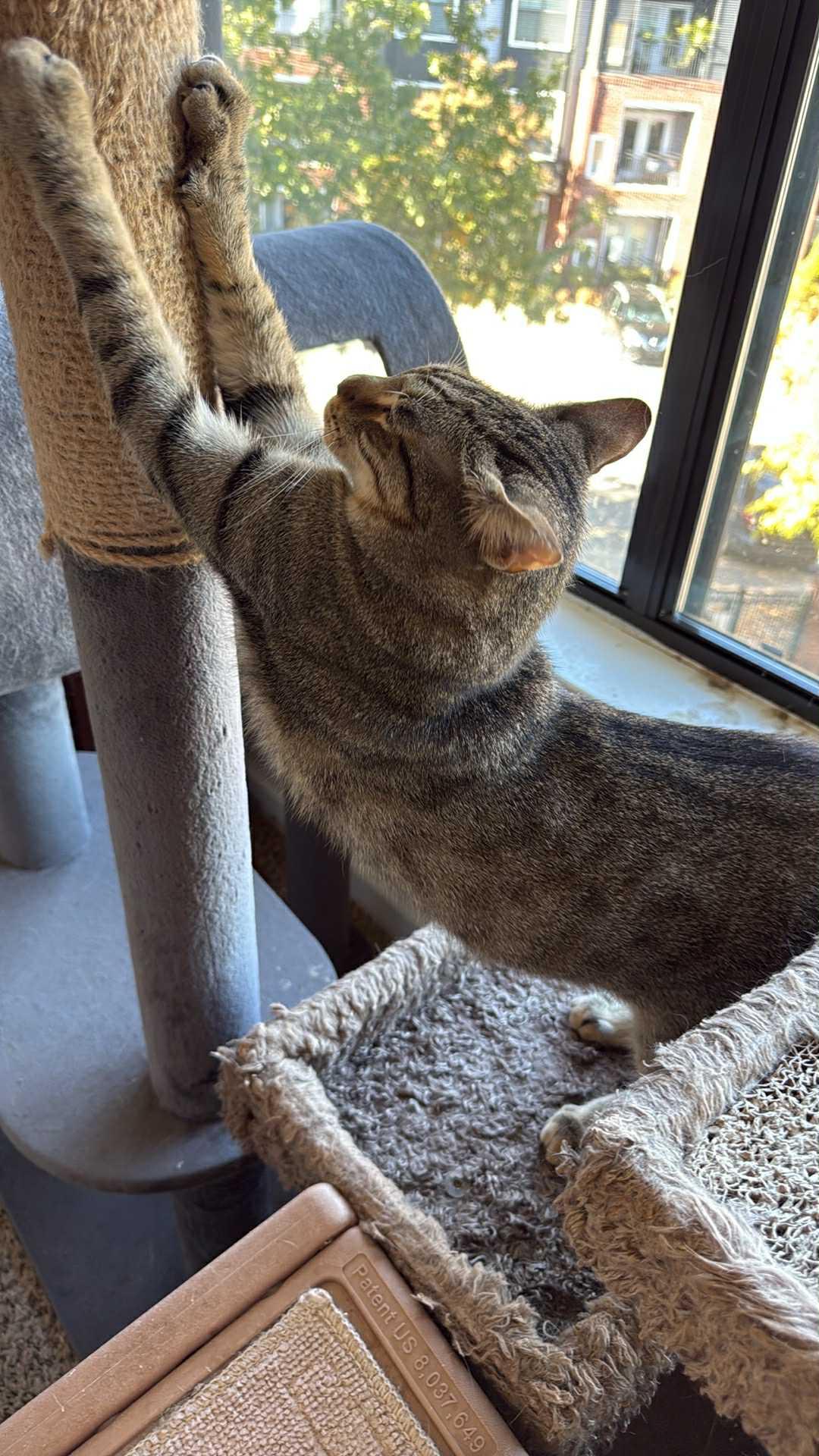 Leopard, a Adoptable Domestic Short Hair in Charlotte, NC image 2/6