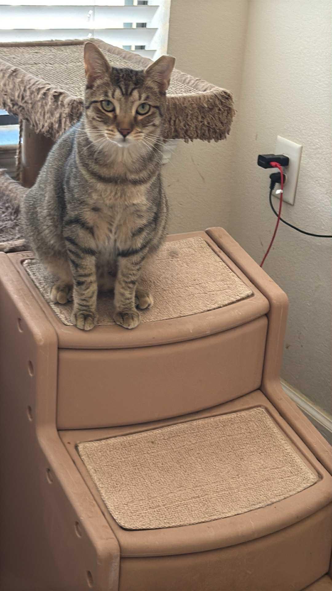 Leopard, a Adoptable Domestic Short Hair in Charlotte, NC image 3/6