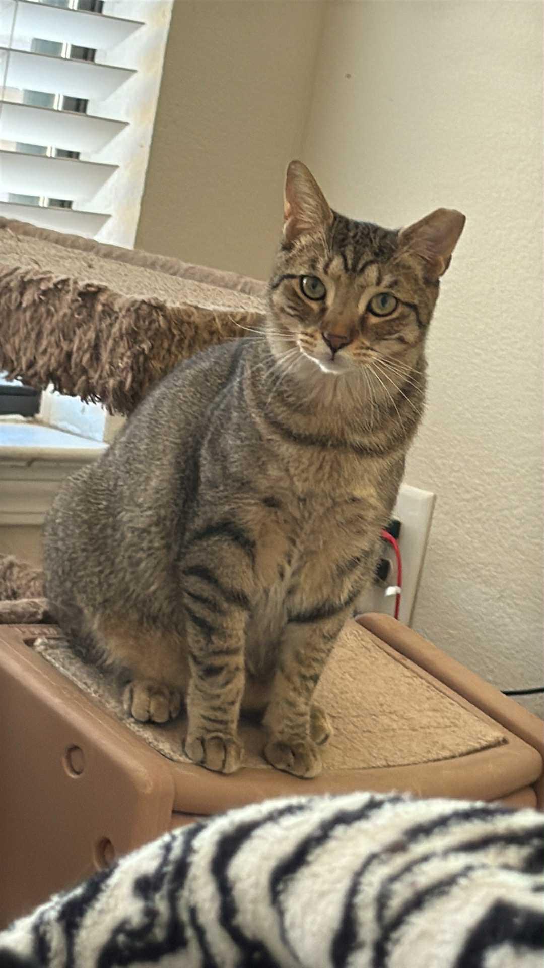 Leopard, a Adoptable Domestic Short Hair in Charlotte, NC image 4/6