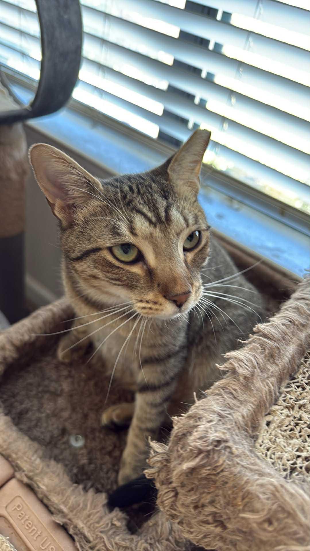 Leopard, a Adoptable Domestic Short Hair in Charlotte, NC image 6/6
