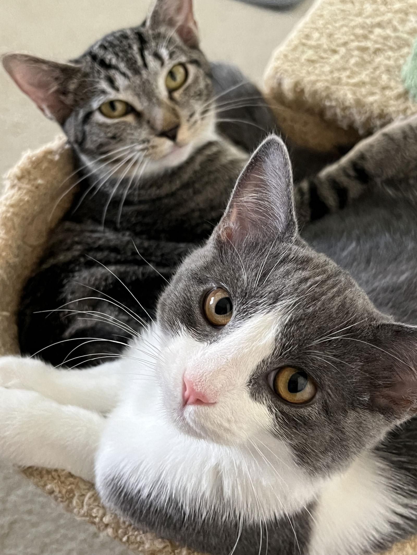 Totoro, Adoptable, Kitten Female Domestic Short Hair.