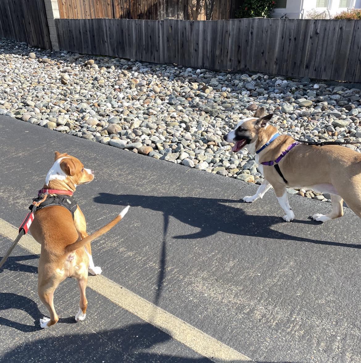 Enlarge Ollie, a Adopted mixed breed in Rocklin , CA image 2/6