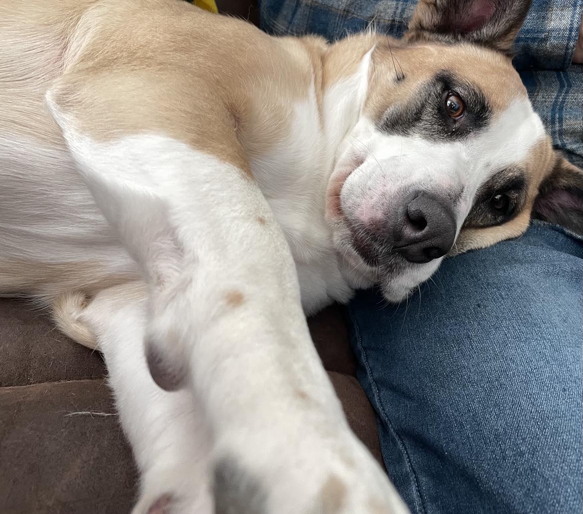 Enlarge Ollie, a Adopted mixed breed in Rocklin , CA image 3/6