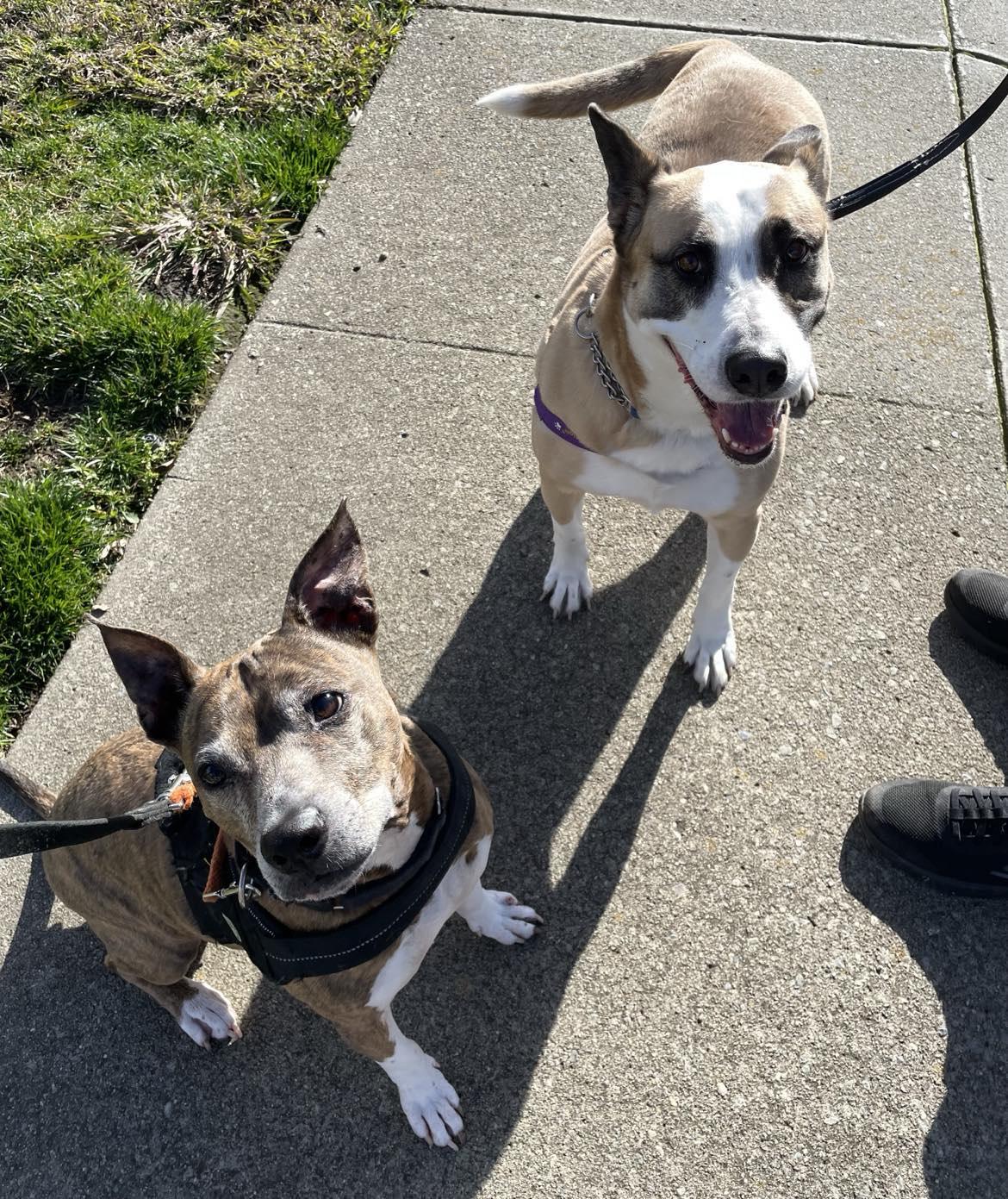 Enlarge Ollie, a Adopted mixed breed in Rocklin , CA image 4/6