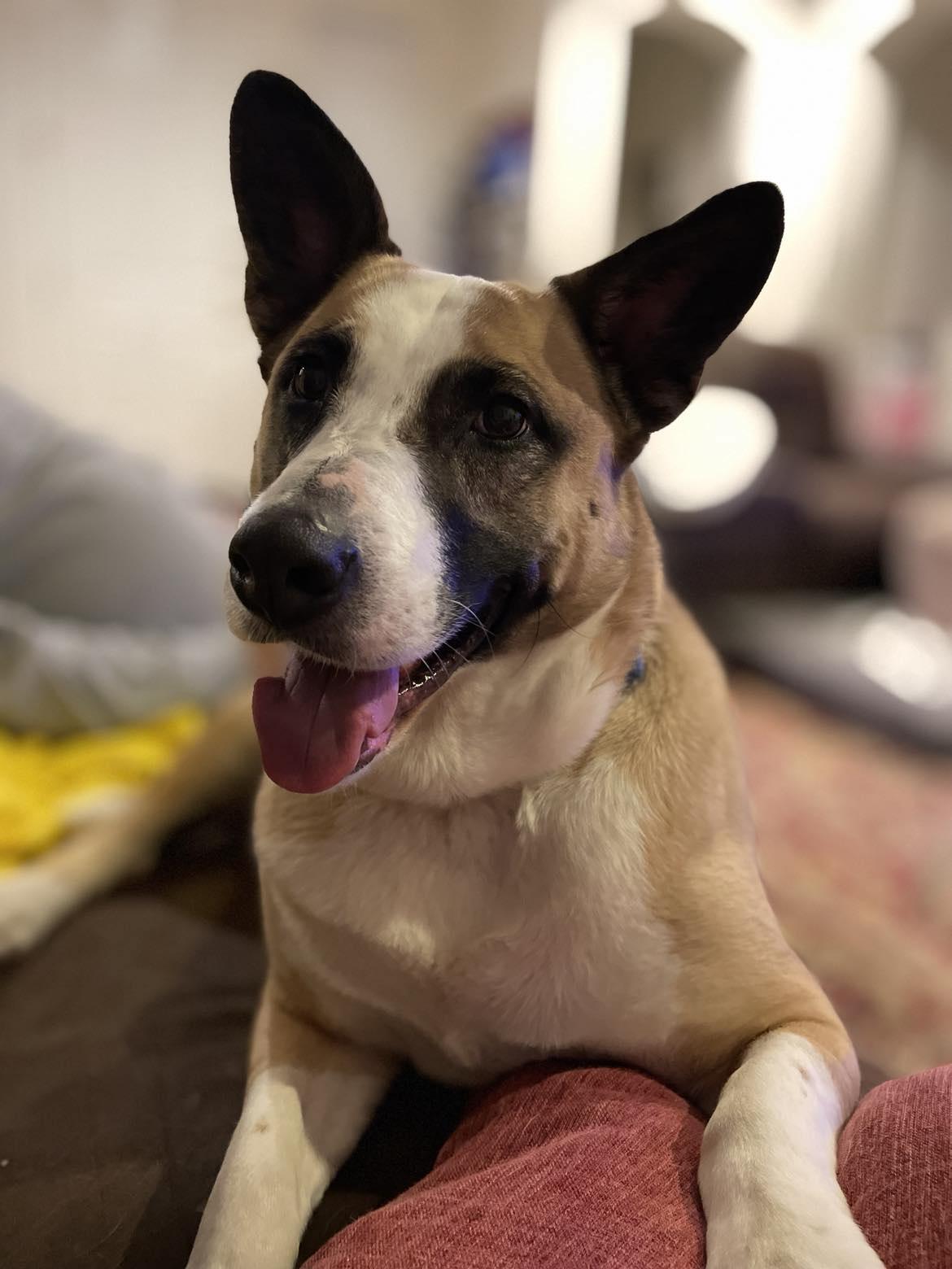 Enlarge Ollie, a Adopted mixed breed in Rocklin , CA image 1/6