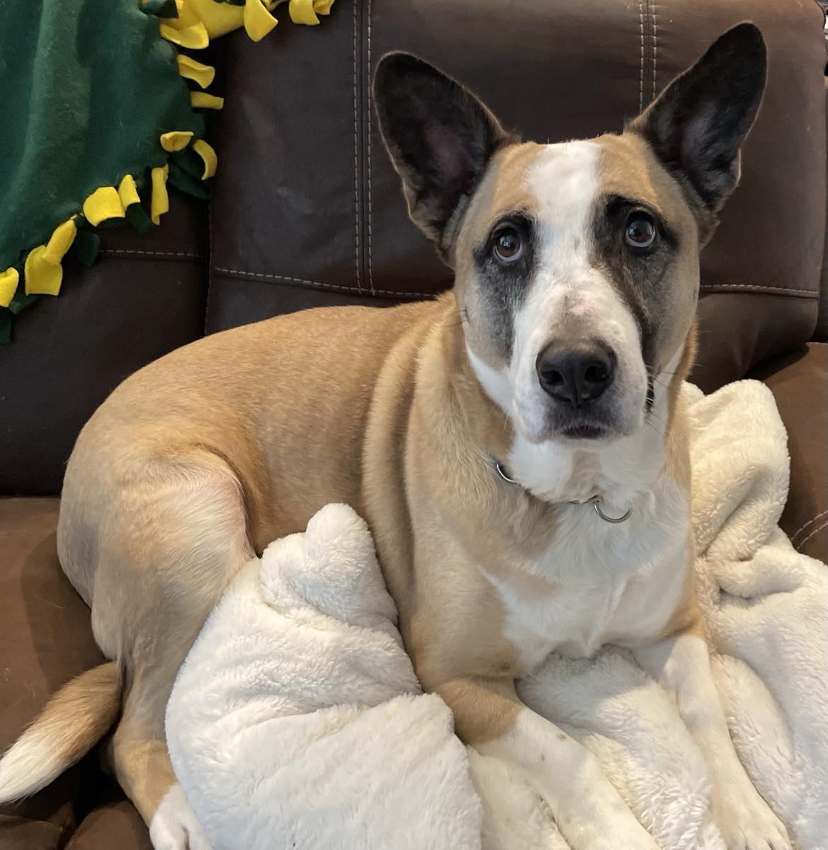 Enlarge Ollie, a Adopted mixed breed in Rocklin , CA image 5/6