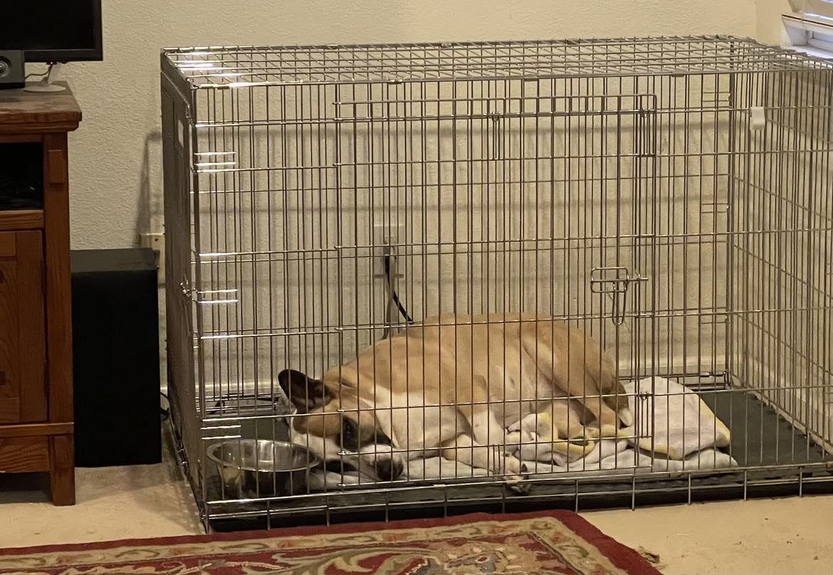 Enlarge Ollie, a Adopted mixed breed in Rocklin , CA image 6/6