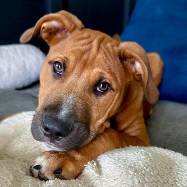 Luca, Adoptable, Puppy Male American Bully & Boxer.