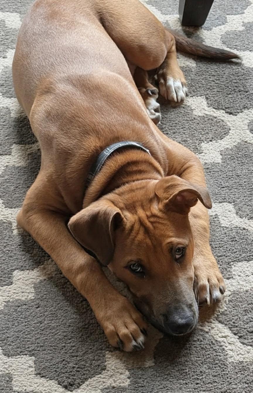 Luca, a Adoptable mixed breed in Concord, NC image 6/6