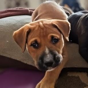 Enlarge Luca, a Adoptable mixed breed in Concord, NC image 5/6