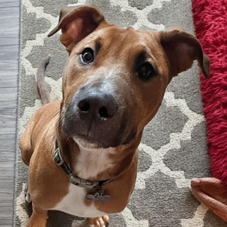 Luca, Adoptable, Puppy Male Pit Bull Terrier & Boxer.