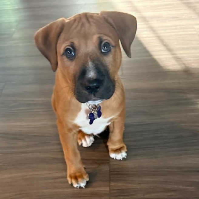 Luca, Adoptable, Puppy Male Boxer & Black Mouth Cur.