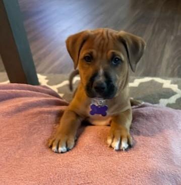 Enlarge Luca, a Adoptable mixed breed in Concord, NC image 6/6