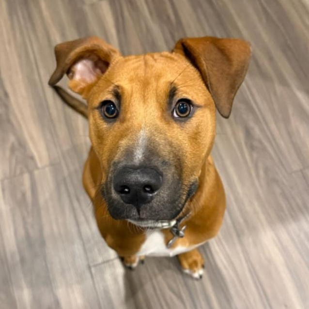 Enlarge Luca, a Adoptable mixed breed in Concord, NC image 1/6