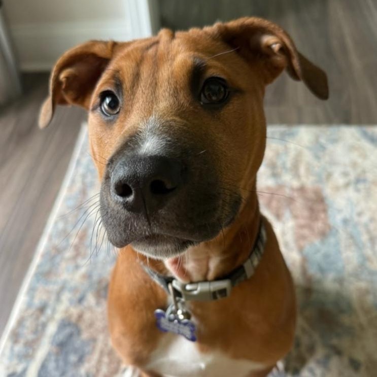 Enlarge Luca, a Adoptable mixed breed in Concord, NC image 5/6