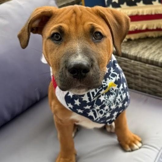 Enlarge Luca, a Adoptable mixed breed in Concord, NC image 3/6