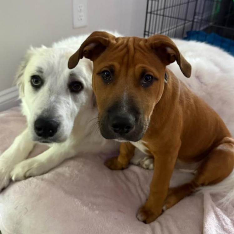 Enlarge Luca, a Adoptable mixed breed in Concord, NC image 6/6