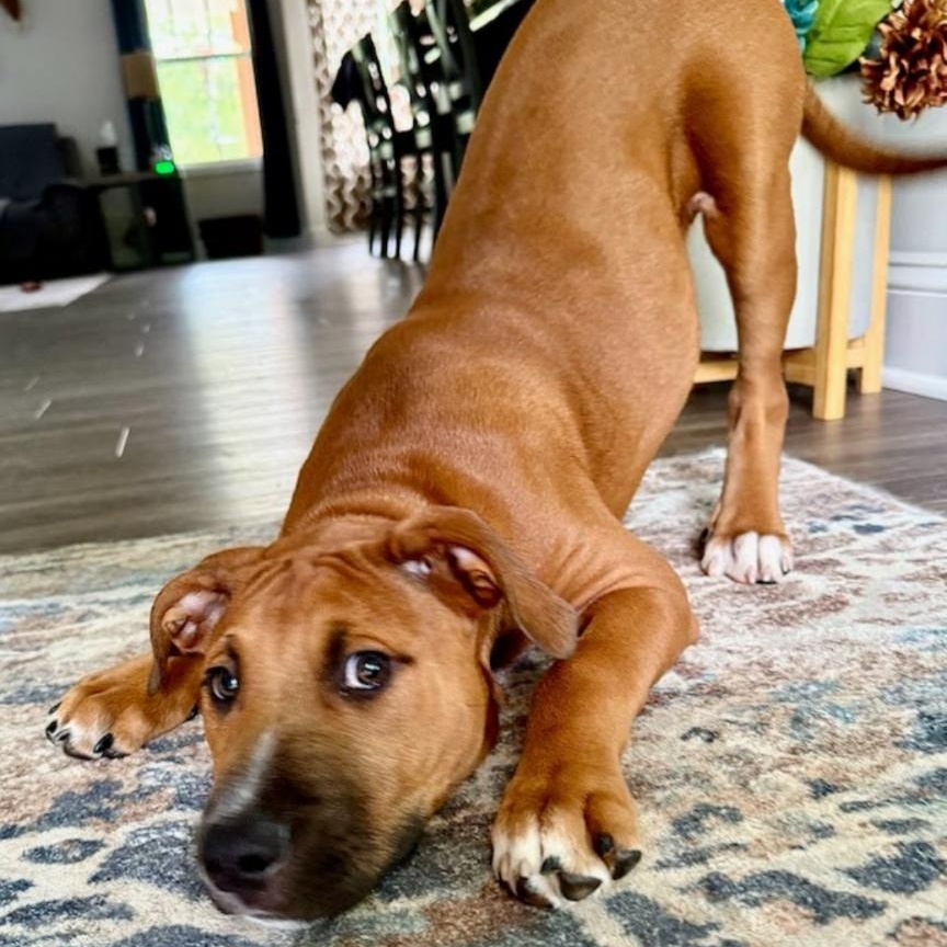 Enlarge Luca, a Adoptable mixed breed in Concord, NC image 2/6