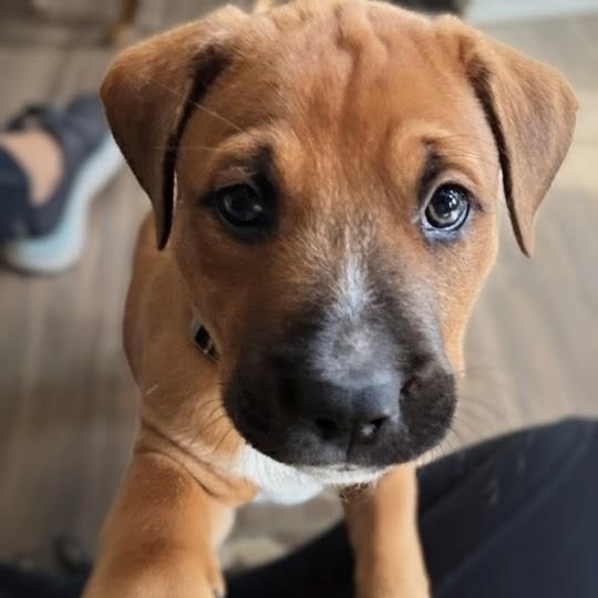 Enlarge Luca, a Adoptable mixed breed in Concord, NC image 2/6