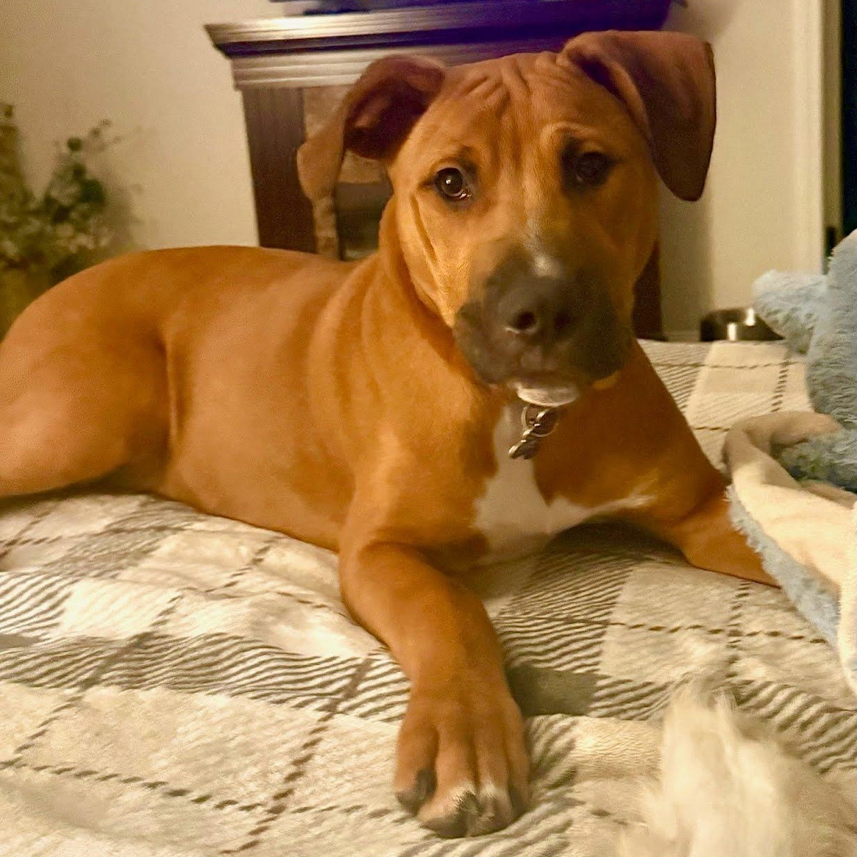 Enlarge Luca, a Adoptable mixed breed in Concord, NC image 2/6