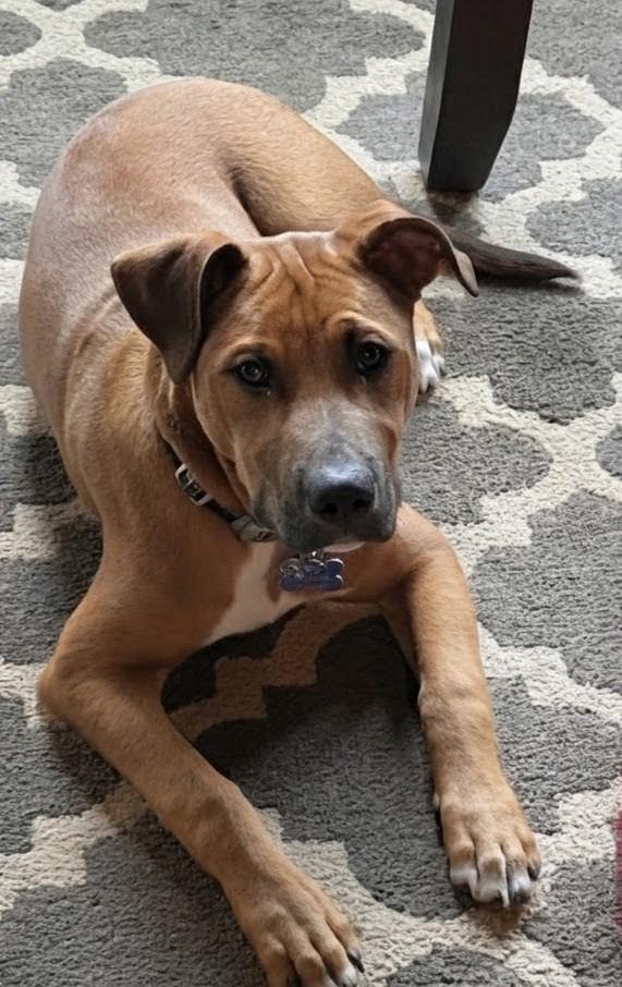 Luca, a Adoptable mixed breed in Concord, NC image 3/6