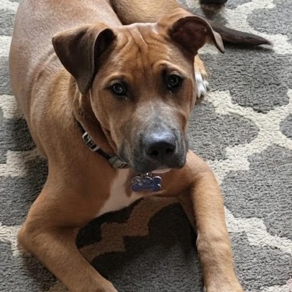 Enlarge Luca, a Adoptable mixed breed in Concord, NC image 5/6