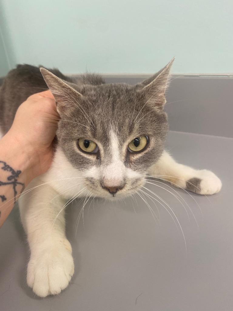 BB, Adoptable, Young Male Domestic Short Hair.