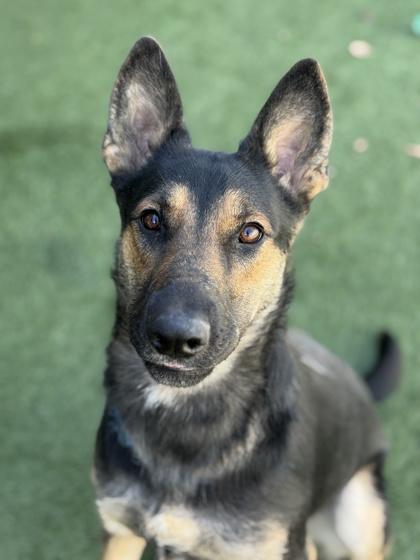 Enlarge Reverie, a Adoptable mixed breed in Sacramento, CA image 2/3