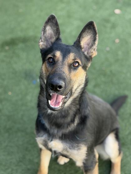 Enlarge Reverie, a Adoptable mixed breed in Sacramento, CA image 3/3