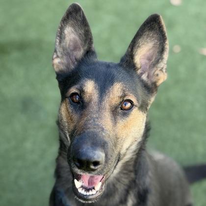 Reverie, Adoptable, Young Female German Shepherd Dog.