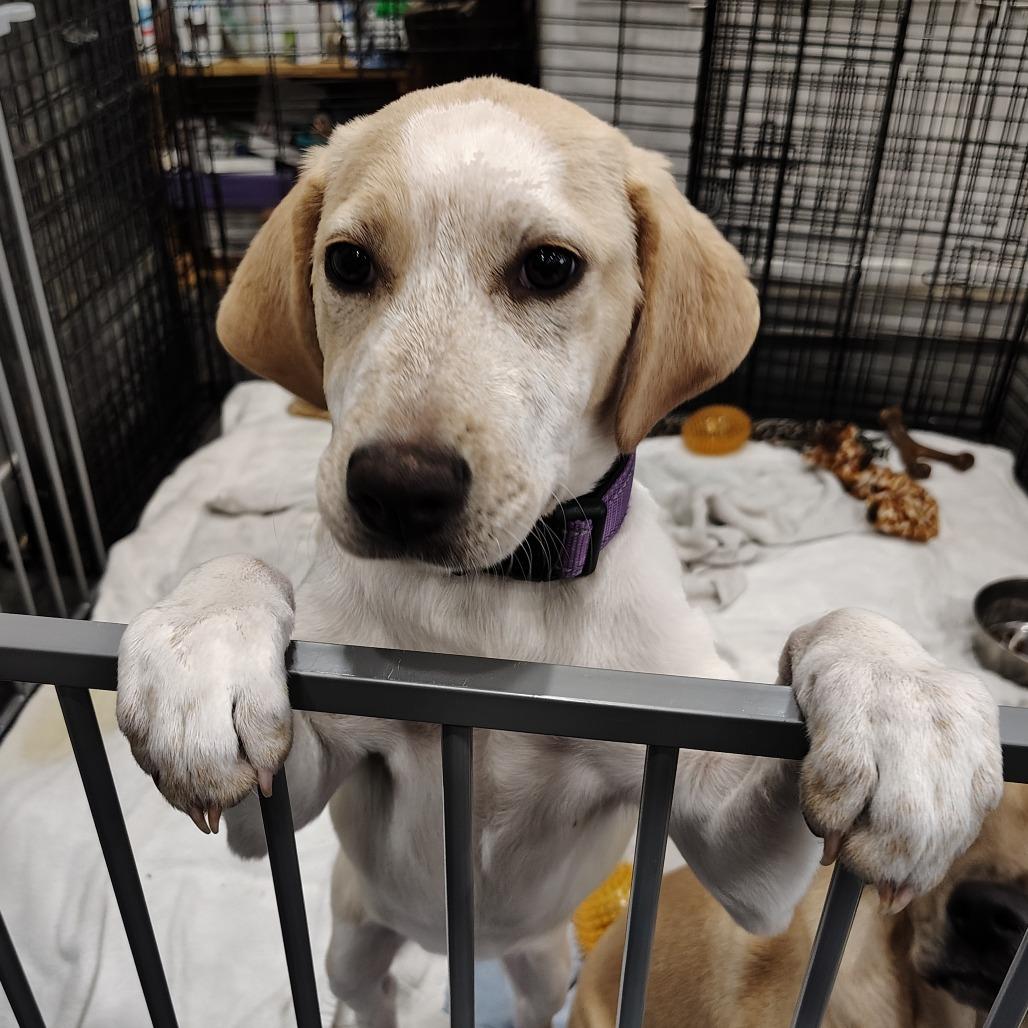 Enlarge Buttercup, a Adoptable mixed breed in Wilmington, NC image 3/5