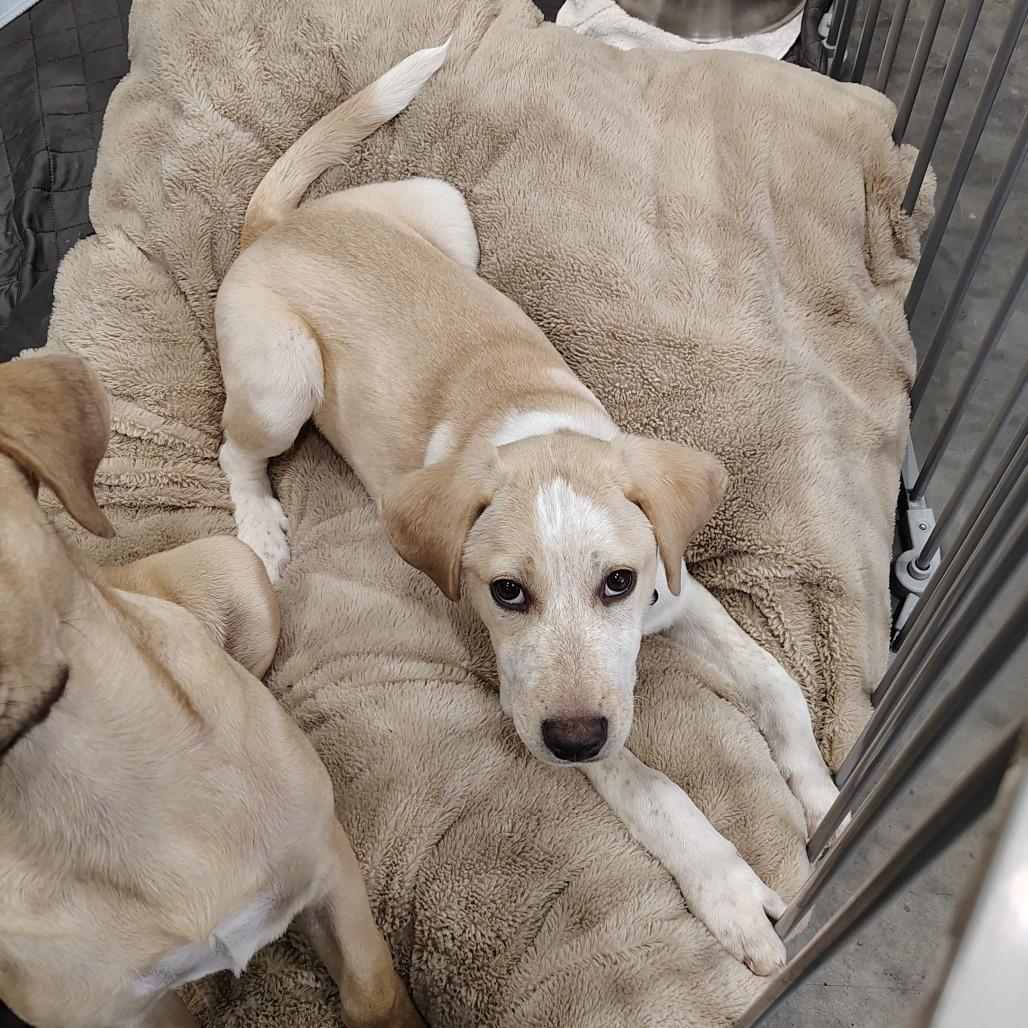 Buttercup, Adoptable, Puppy Female Anatolian Shepherd & Hound.