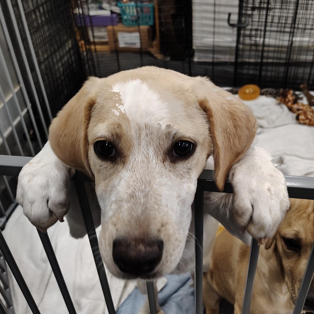 Enlarge Buttercup, a Adoptable mixed breed in Wilmington, NC image 4/5