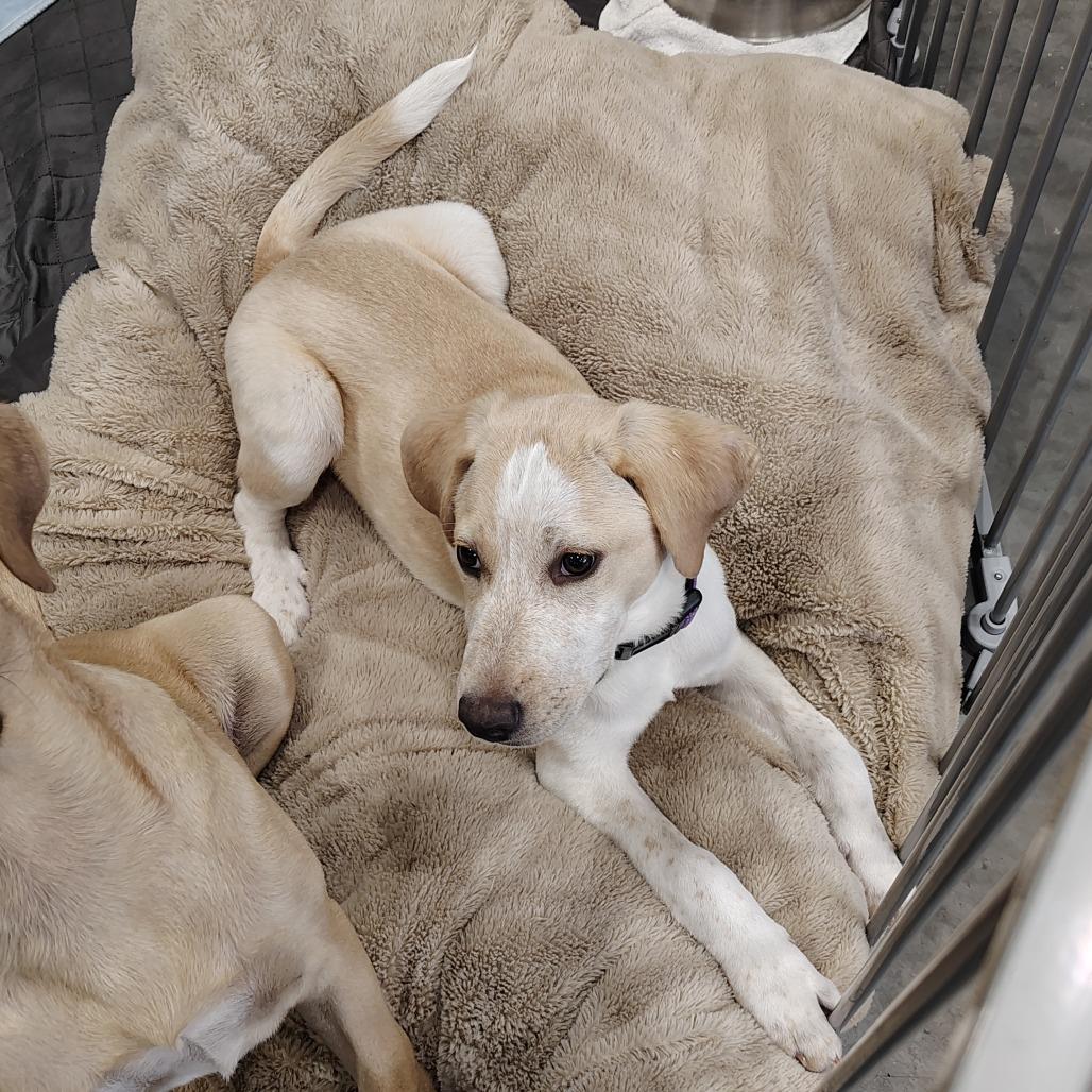 Enlarge Buttercup, a Adoptable mixed breed in Wilmington, NC image 2/5