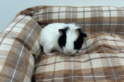 Ralph, Adoptable, Baby Male Guinea Pig.