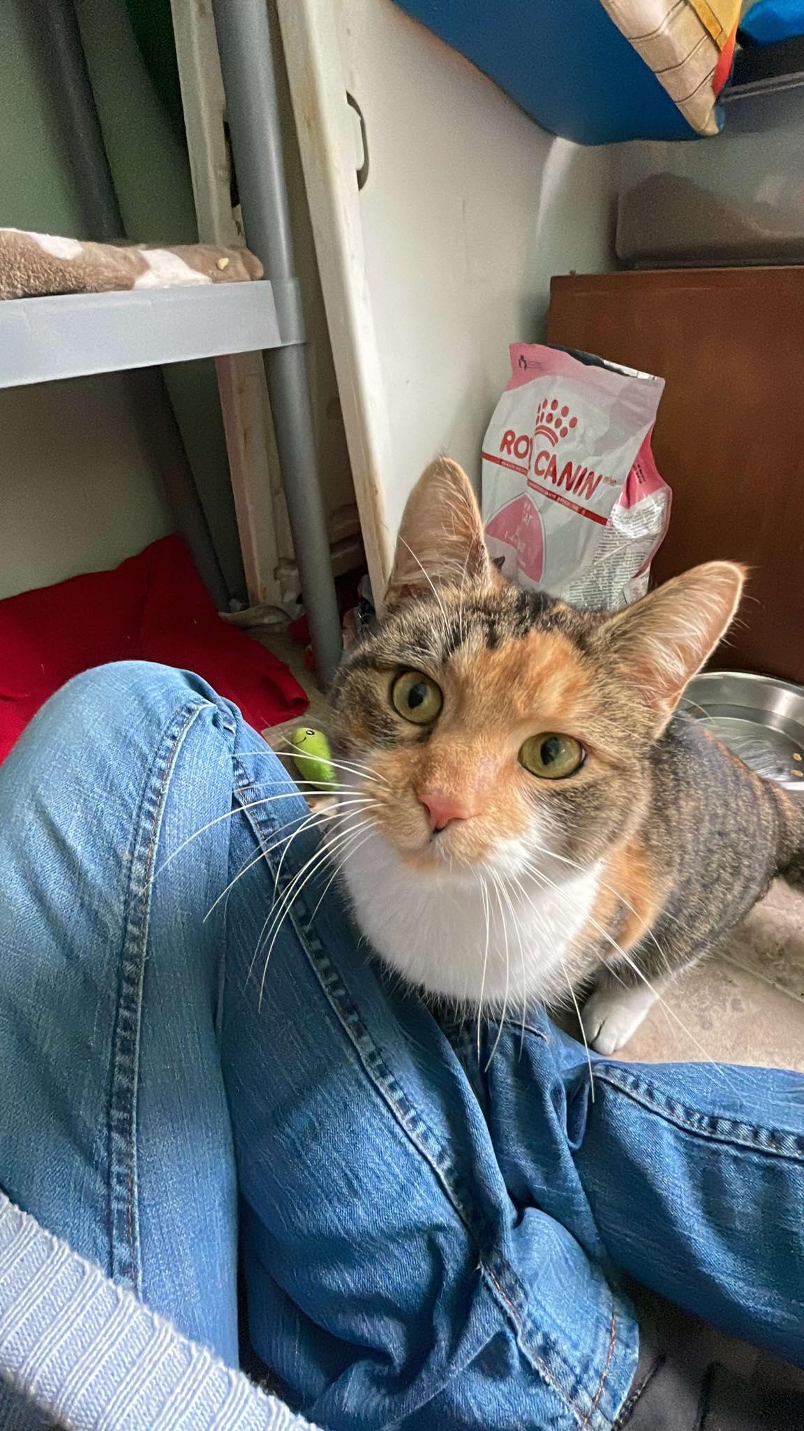 Maya, Adopted, Adult Female Domestic Short Hair.