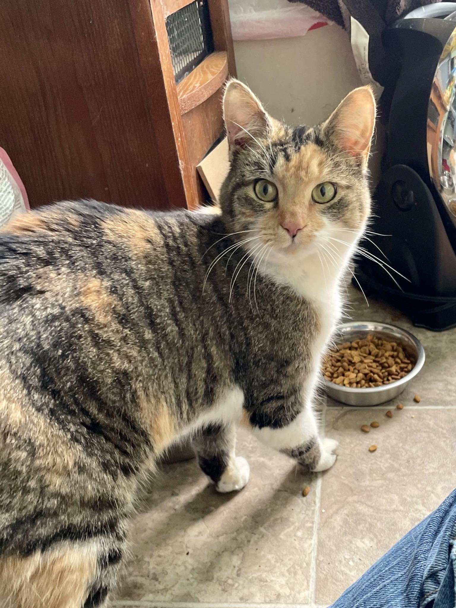 Maya, a Adopted Domestic Short Hair in Flint Hill, VA image 2/2