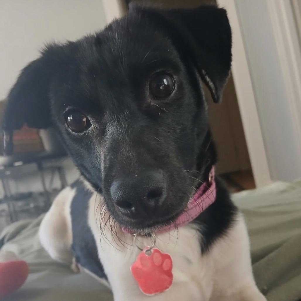 Russell, Adoptable, Adult Male Jack Russell Terrier.