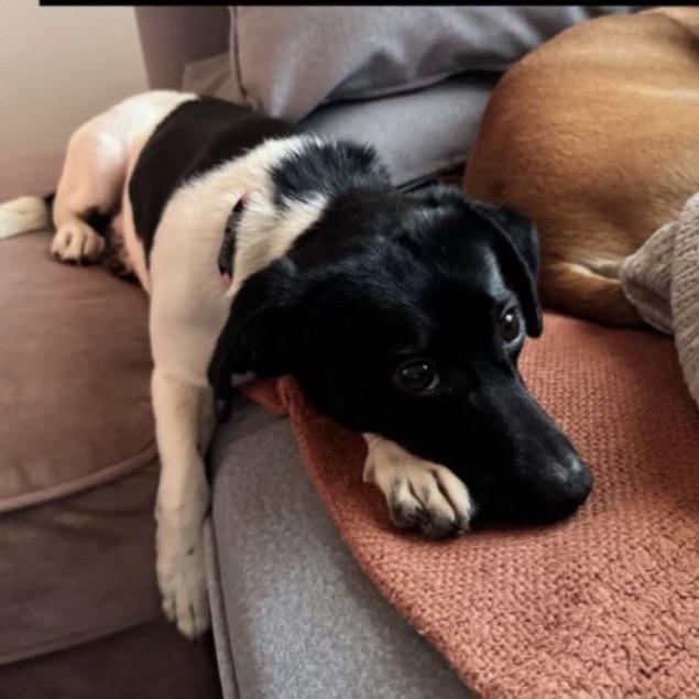 Enlarge Russell, a Adoptable Jack Russell Terrier in Buellton, CA image 2/6