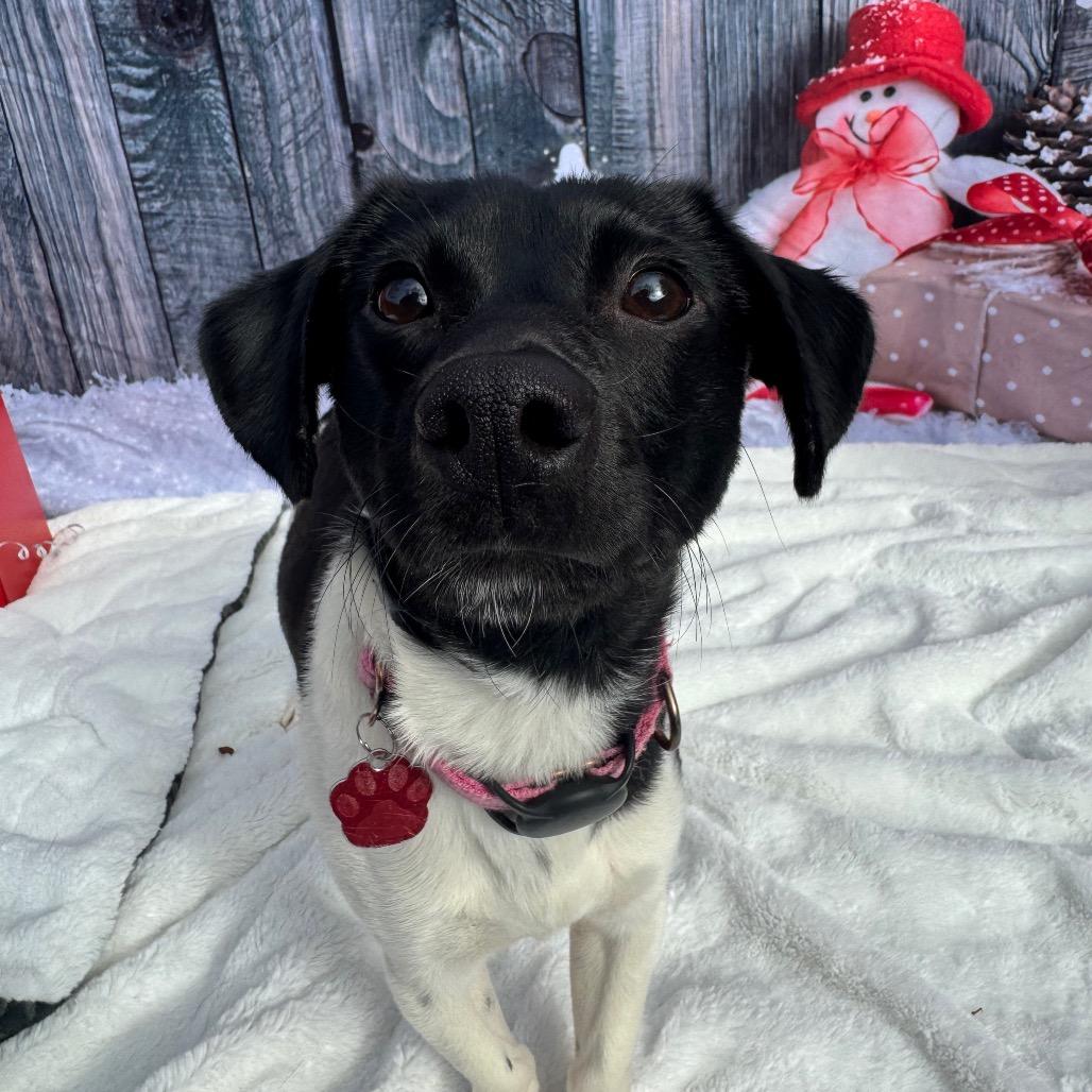Enlarge Russell, a Adoptable Jack Russell Terrier in Buellton, CA image 3/6