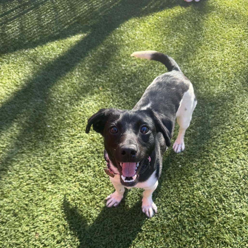 Enlarge Russell, a Adoptable Jack Russell Terrier in Buellton, CA image 4/6