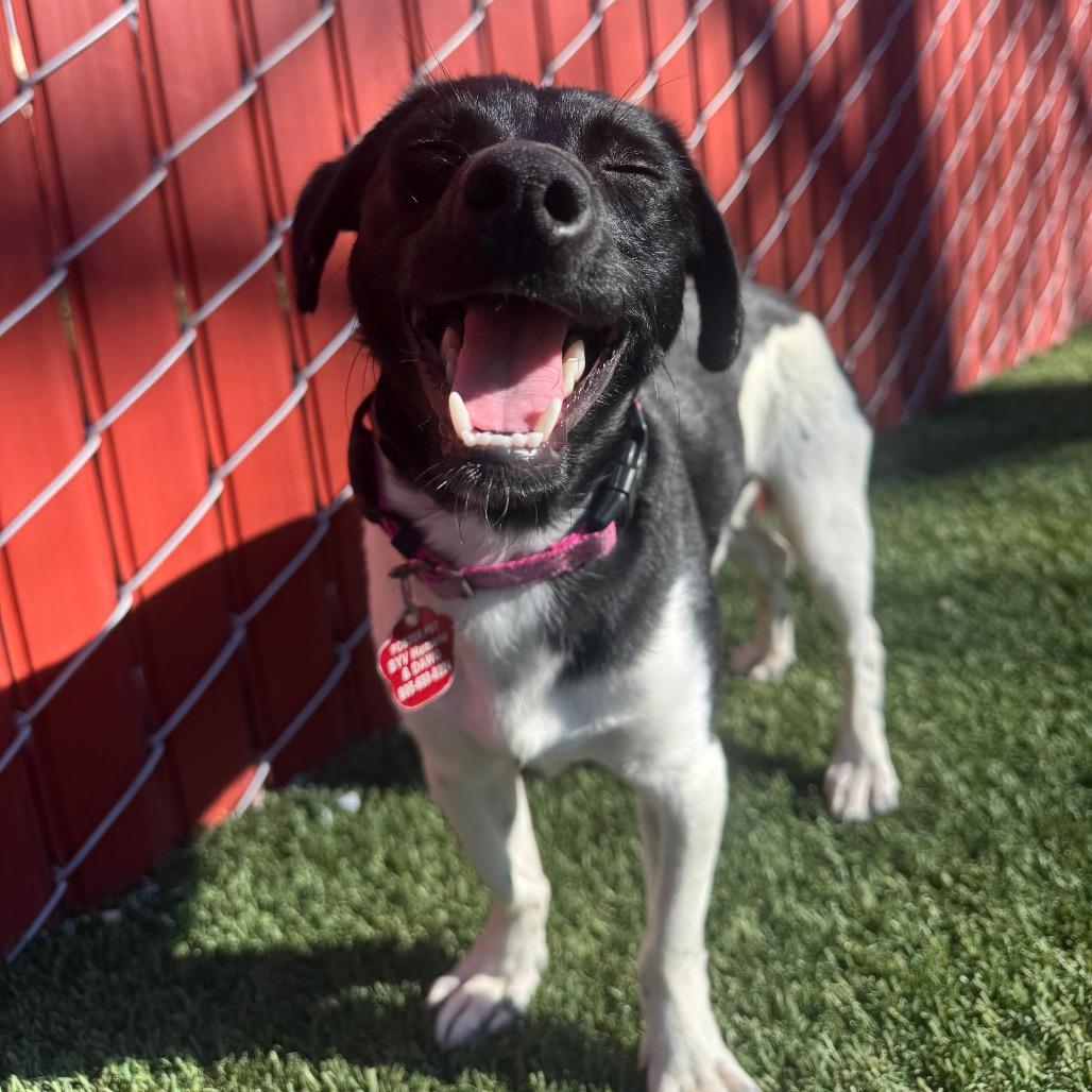 Enlarge Russell, a Adoptable Jack Russell Terrier in Buellton, CA image 5/6