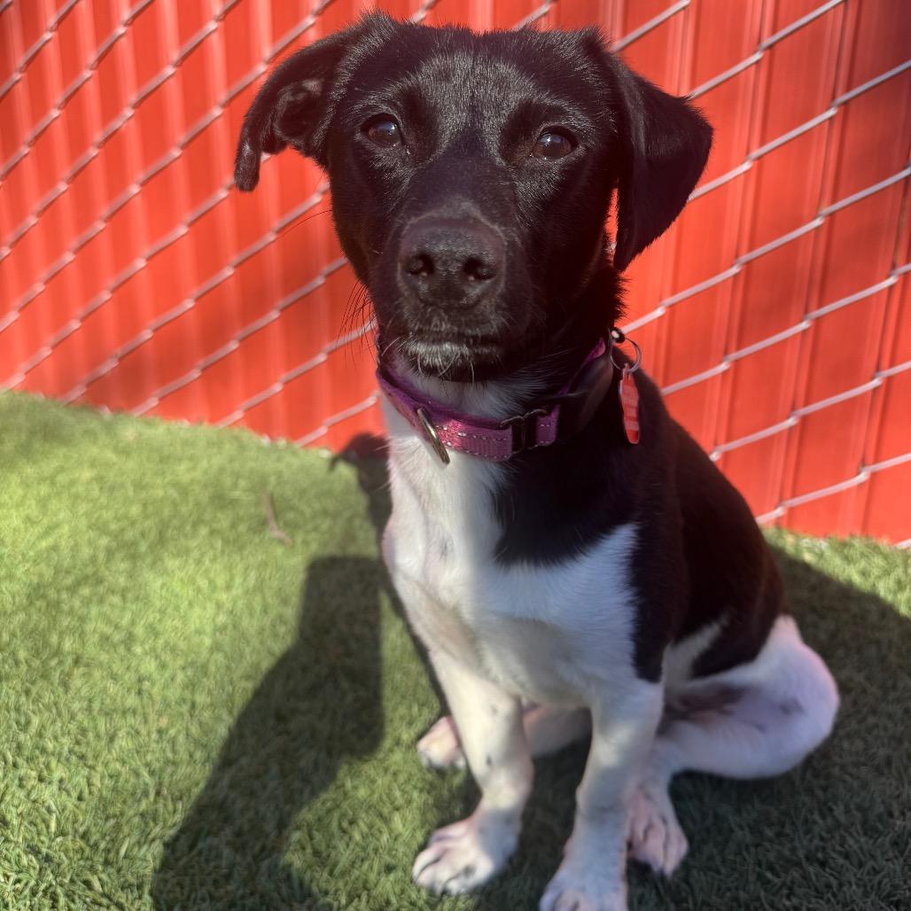 Enlarge Russell, a Adoptable Jack Russell Terrier in Buellton, CA image 6/6