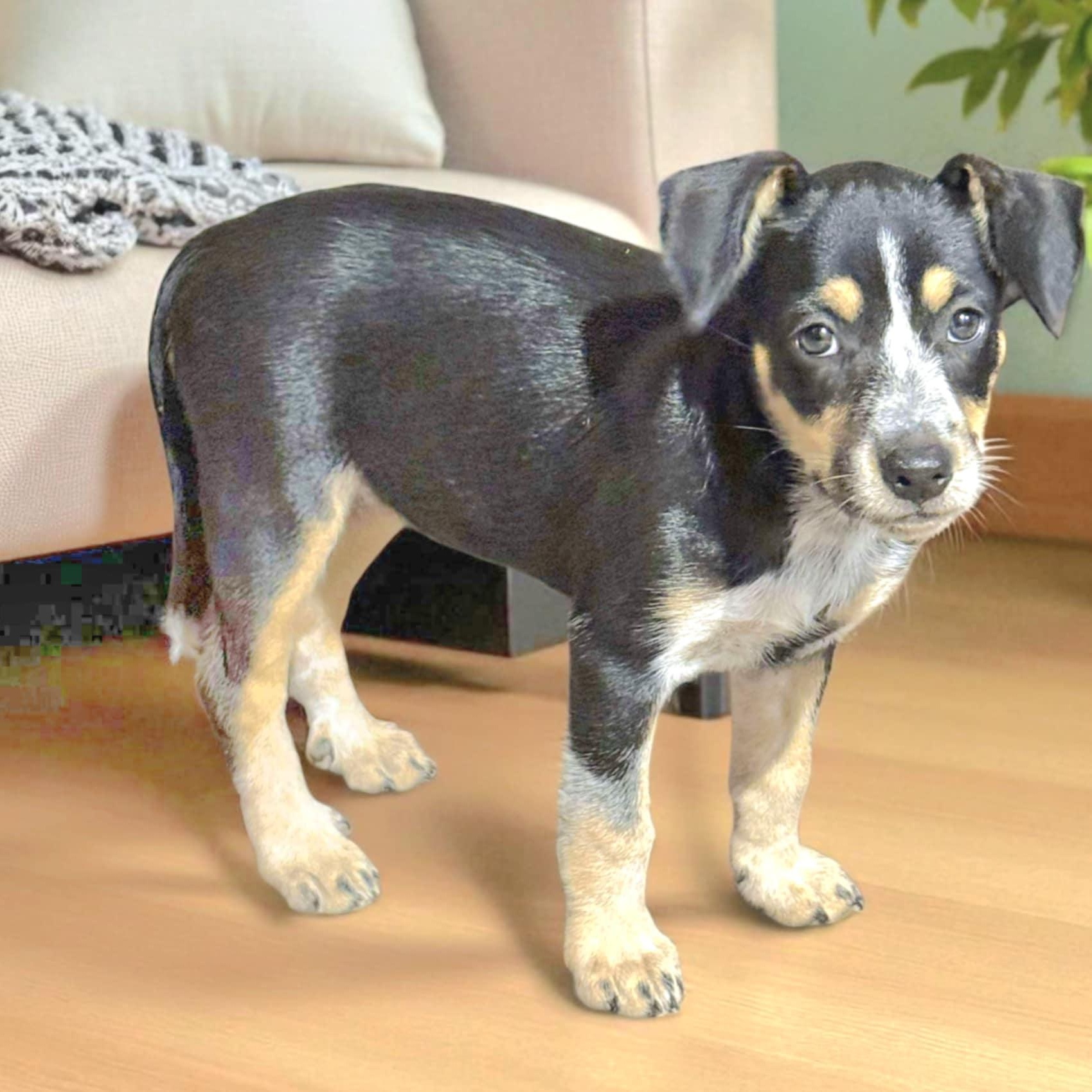 Irene, an adoptable Cattle Dog, Australian Cattle Dog / Blue Heeler in Green River, UT, 84525 | Photo Image 2