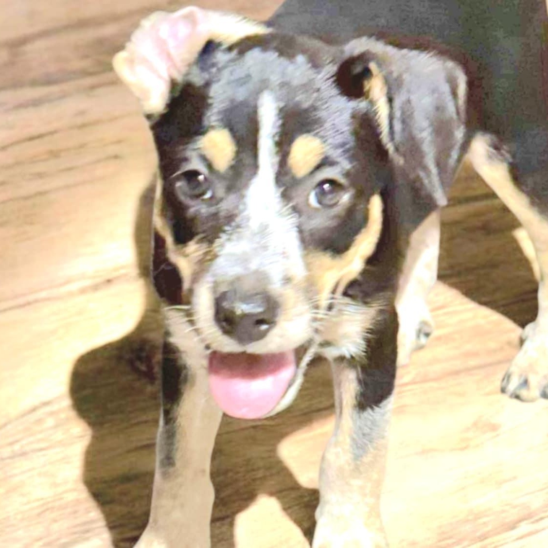 Irene, an adoptable Cattle Dog, Australian Cattle Dog / Blue Heeler in Green River, UT, 84525 | Photo Image 4
