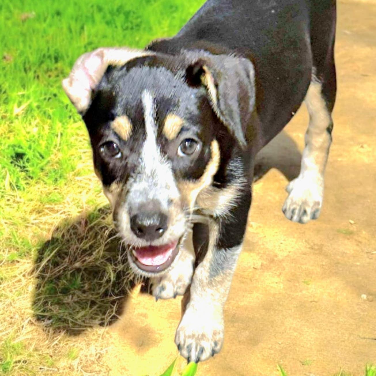 Pet Image