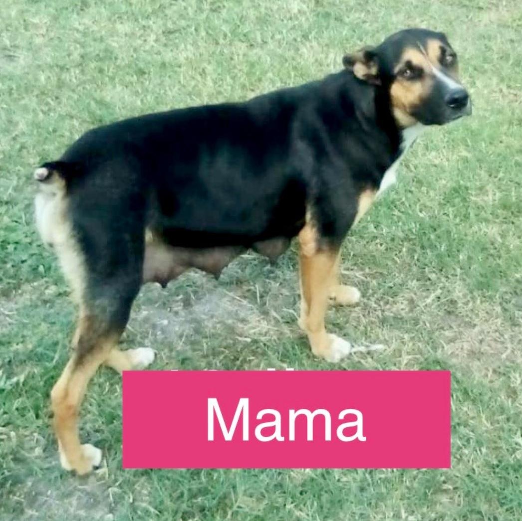 Irene, an adoptable Cattle Dog, Australian Cattle Dog / Blue Heeler in Green River, UT, 84525 | Photo Image 6