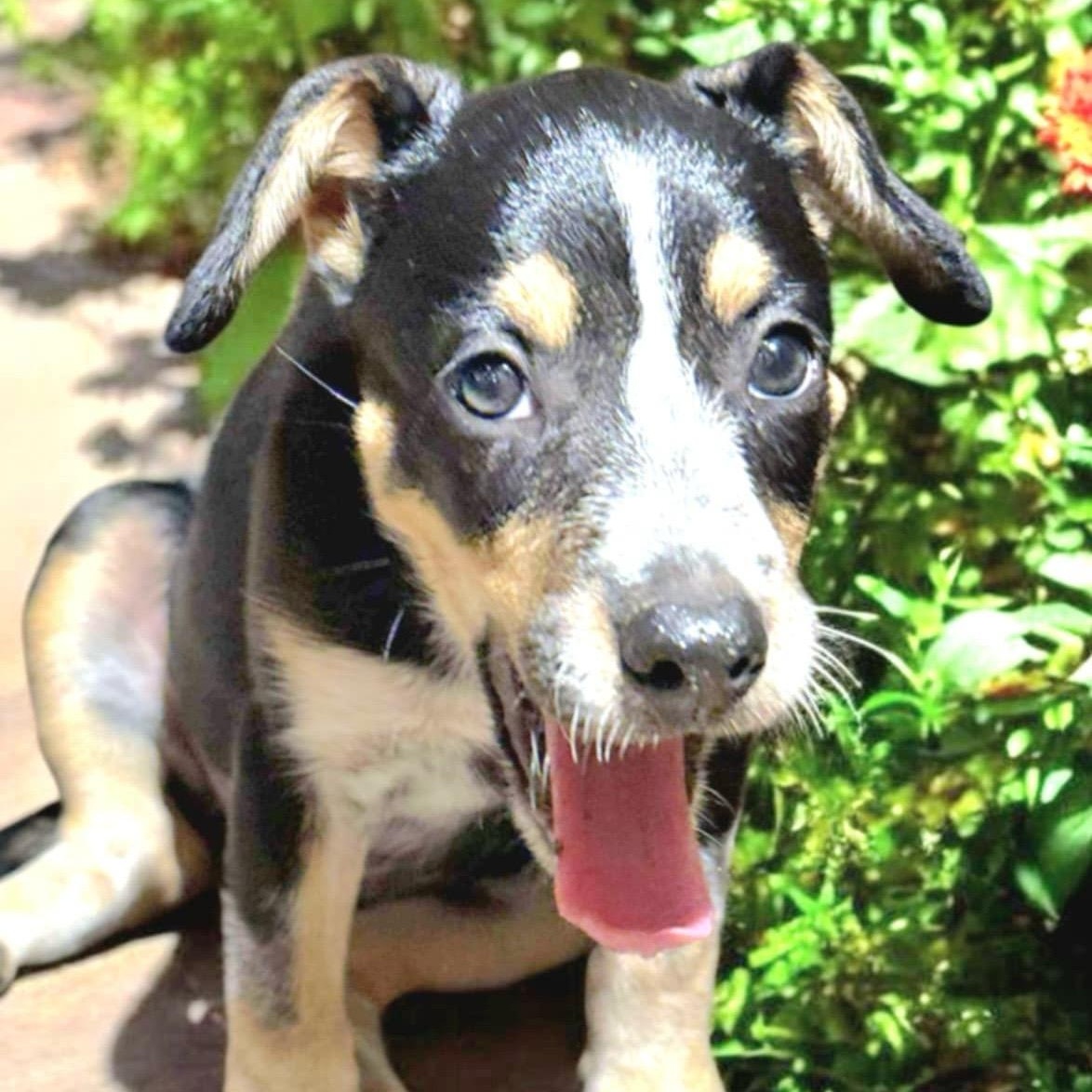 Irene, an adoptable Cattle Dog, Australian Cattle Dog / Blue Heeler in Green River, UT, 84525 | Photo Image 3